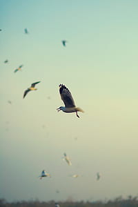 birds flying during daytime thumbnail