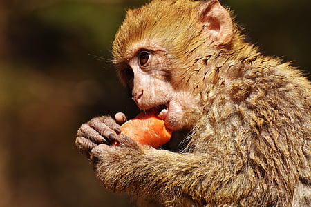 tilt shift lens photography of monkey eating carrot thumbnail