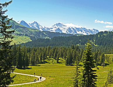 green pine trees thumbnail