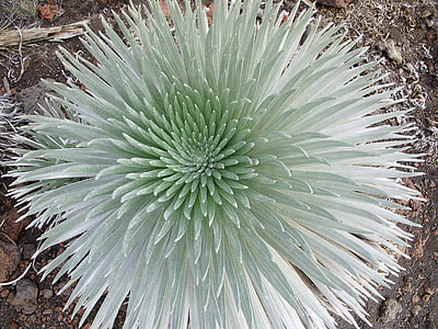 Flower bloom at Haleakala National Park, Hawaii thumbnail