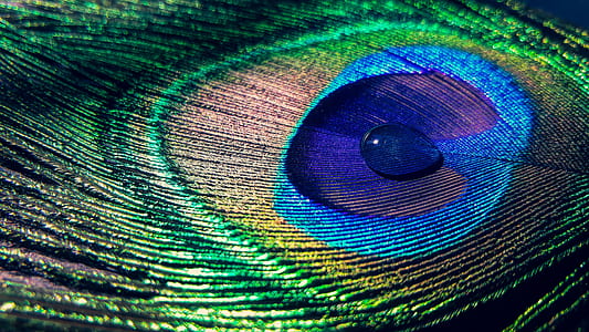 peacock feather closed up photography thumbnail