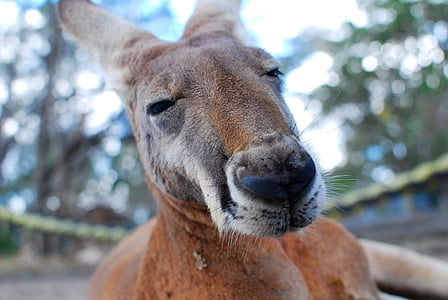 brown and black kangaroo thumbnail