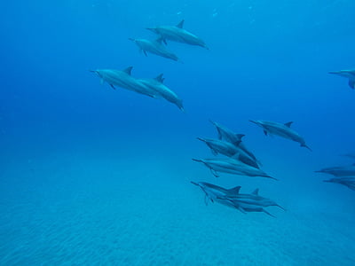dolphins swimming underwater thumbnail