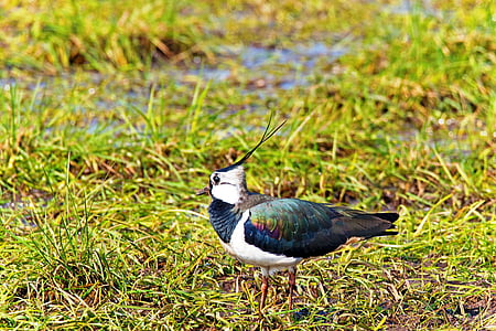 blue and white bird on grass field thumbnail