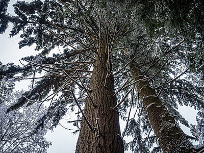 low angle photo of trees thumbnail