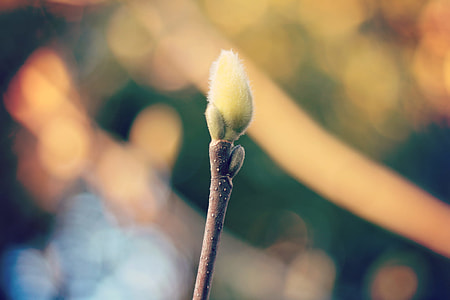 selective photography flower bud thumbnail