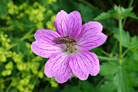 Bloody Geranium, Geranium Sanguineum thumbnail