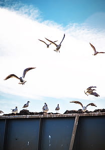 flock of white birds flying during daytime thumbnail