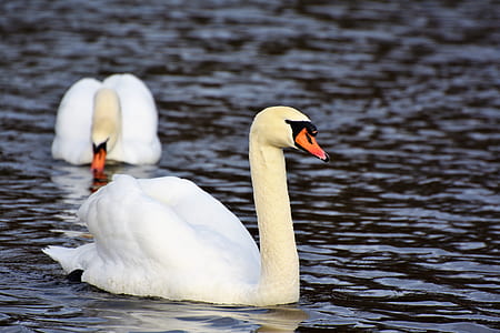 two white swan on body of water at daytime thumbnail