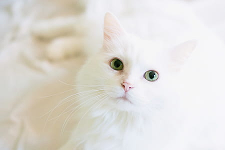 Long-fur White Cat thumbnail