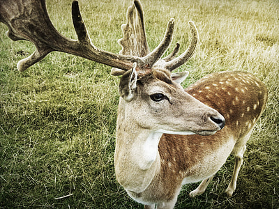 close-up photo of brown deer thumbnail