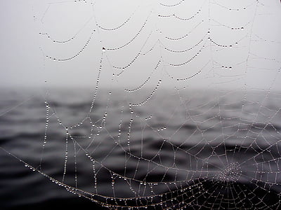 close up photo of spider web with water dew thumbnail