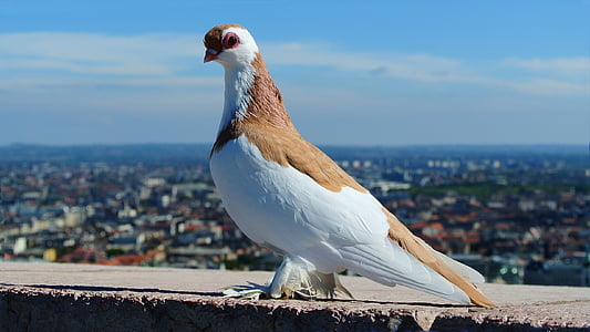 white and brown pigeon on stone during daytime thumbnail