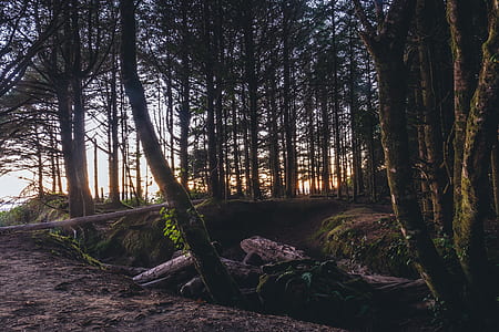 landscape photography of forest thumbnail