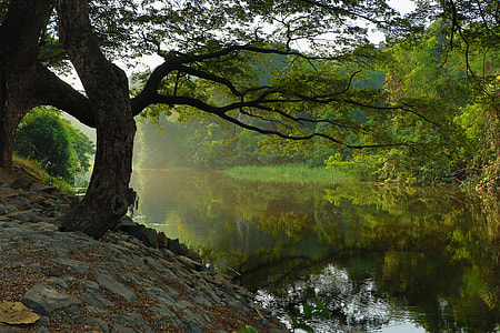 trees and body of water during daytime thumbnail