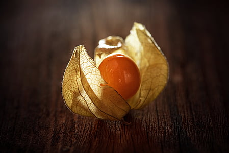 focus photography of beige leaf thumbnail