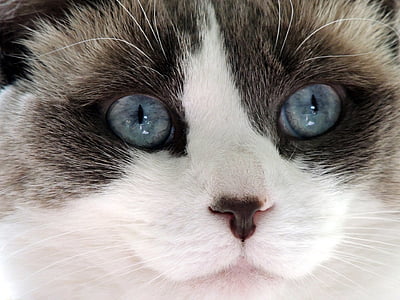 white and brown cat thumbnail