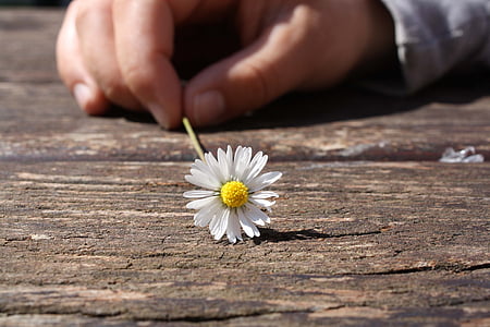 shallow focus photography of white flower thumbnail