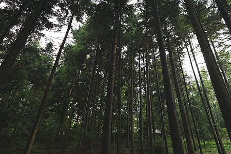 low angle photograph of pine trees thumbnail