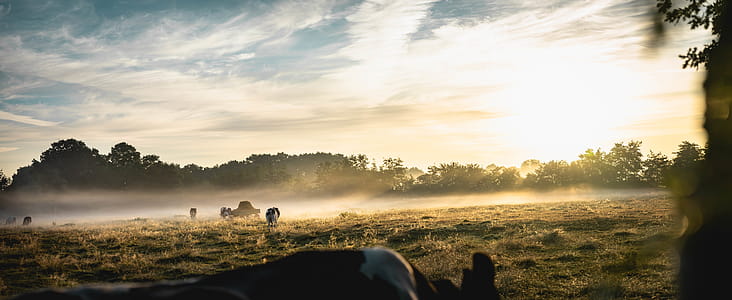 Animals Walking on Grass Field thumbnail