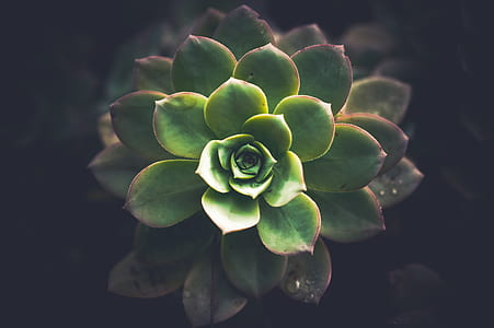 top view of green succulent plant thumbnail