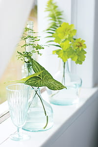 three assorted green potted plant in clear glass vases thumbnail