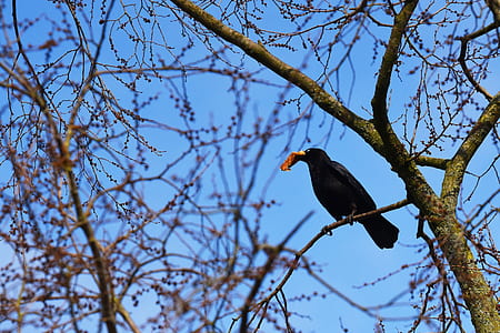 crow perched on bare tree thumbnail