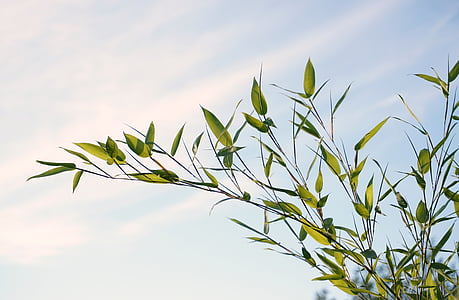 green leaf plant thumbnail