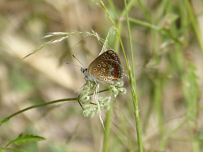 Scolitantides Orion, Butterfly thumbnail