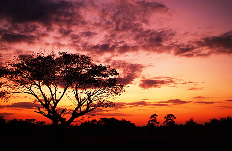 silhouette of tree during golden hour thumbnail