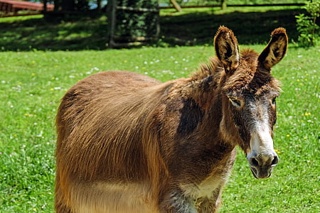 brown donkey thumbnail