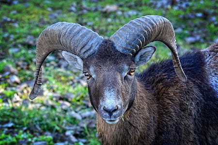 brown and black ram thumbnail