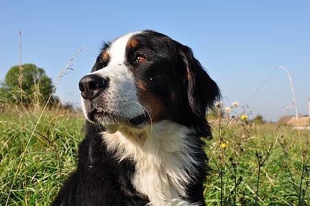adult tricolor Bernese mountain dog thumbnail