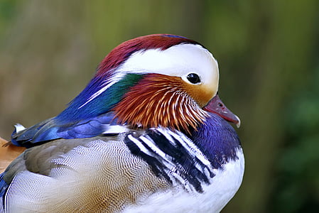 selective focus photography of mandarin duck thumbnail