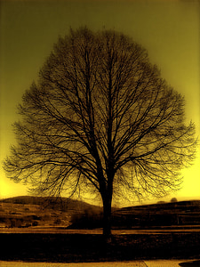 silhouette photo of withered tree thumbnail