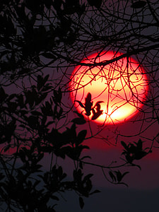 tree silhouette under red sun thumbnail