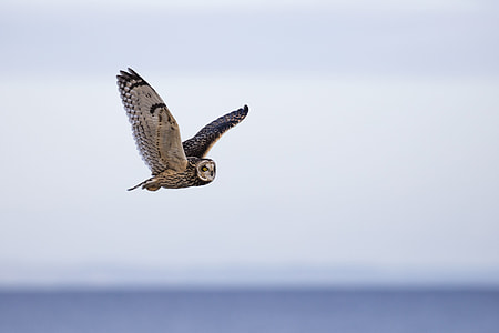focus photography of barn owl flying during daytime thumbnail