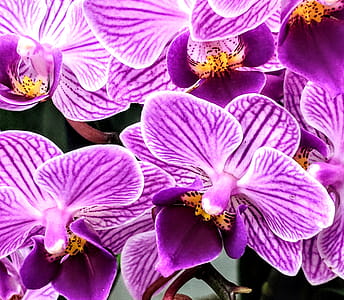Purple Orchids thumbnail