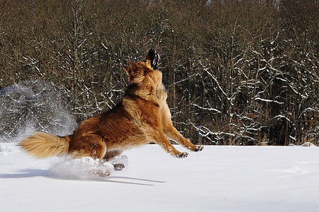 adult golden German shepherd running on snow field looking up while taking photo near trees at daytime thumbnail