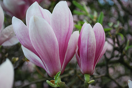 close-up photo of pink magnolia flowers thumbnail