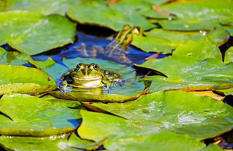 green frog on lily pad during daytime thumbnail