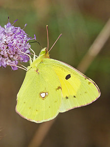 Butterfly, Cleopatra thumbnail