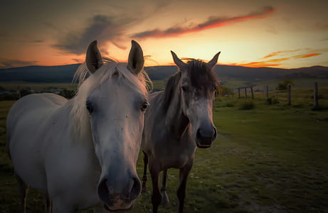 two white horses on grass field thumbnail