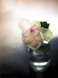 closeup photography of white flower thumbnail