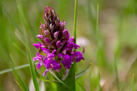 purple petaled flowers thumbnail