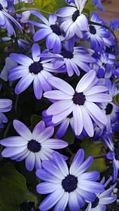 nature, flowers, petals, plant thumbnail