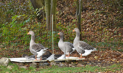 geese, farm, poultry, bill, domestic goose, nature thumbnail
