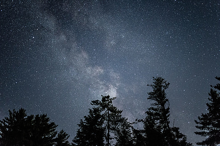 low angle of trees under starry night thumbnail