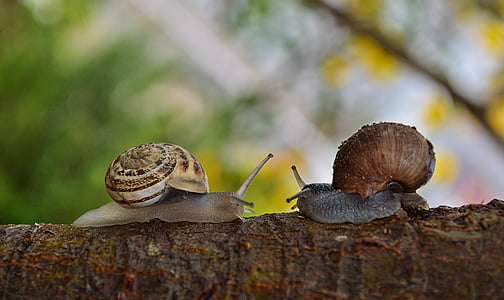 two brown snails selective photography thumbnail