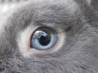 close up photography of animal eye thumbnail